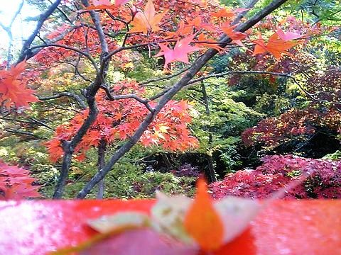 ����դ��鸫������