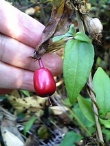 ツルリンドウの実