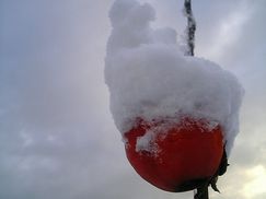 柿の実は初雪の綿帽子