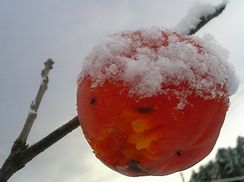 柿の実には小鳥がついばんだ跡がありました