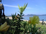 ¥ª¥ª¥Þ¥Ä¥è¥¤¥°¥µ