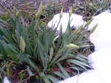 今年3月16日の水仙