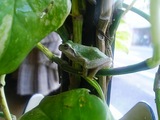 観葉植物の上のトモさん