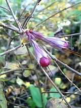 ツルリンドウの花のあとの実