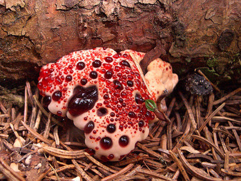 hydnellum