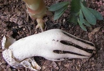 devilfinger