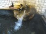 山頭火の湯 湯口