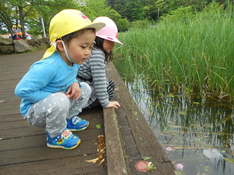 大百池公園池の中