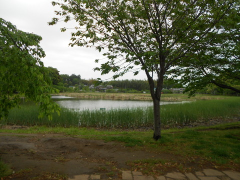 大百池2