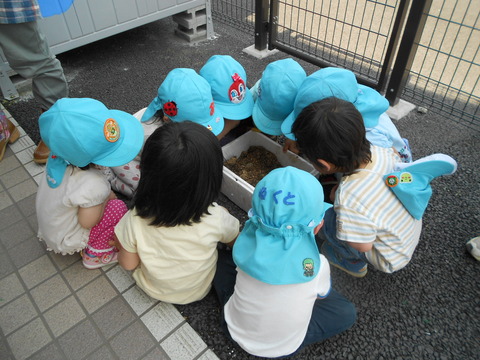 2歳児、かぶとむしを見る