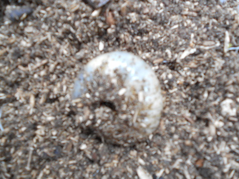 カブトムシ幼虫
