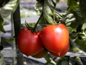 tomato-nari1[1]