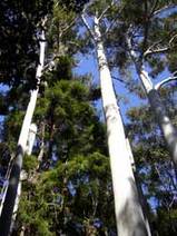 bushwalking