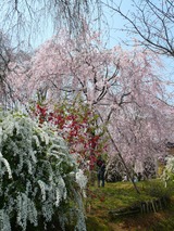 原谷苑桜