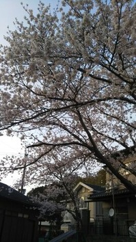 1555051198211桜