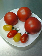 北海道のトマト　２