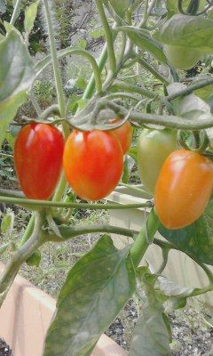 tomato　ブログ用