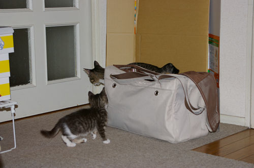 cat1
