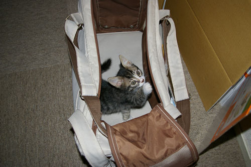 cat2