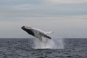 port-6whales