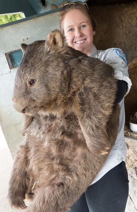 wombat1