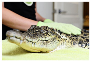 croc5