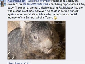 wombat2