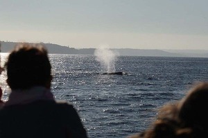 port-5whales-
