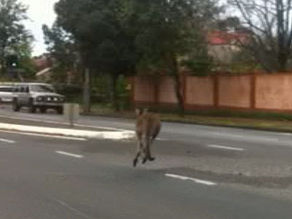 kangaroo