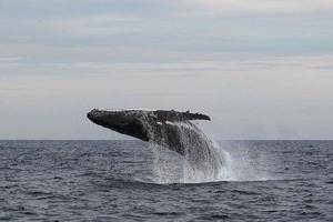 port-7whales
