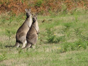 kangaroo1