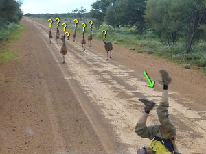 emu