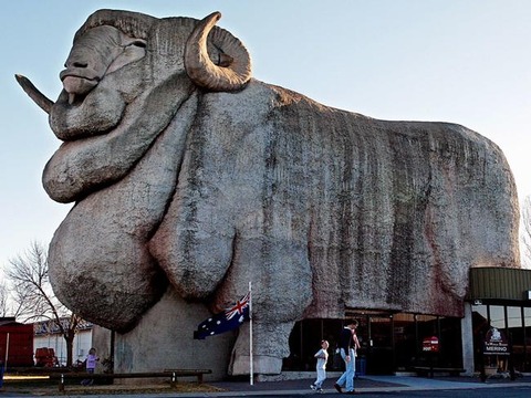 big-merino