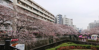 目黒川の桜1
