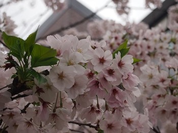 桜2
