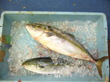 f5fa8921.JPG