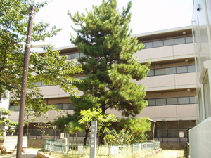 一本松