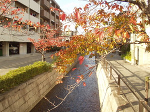 新堀川8