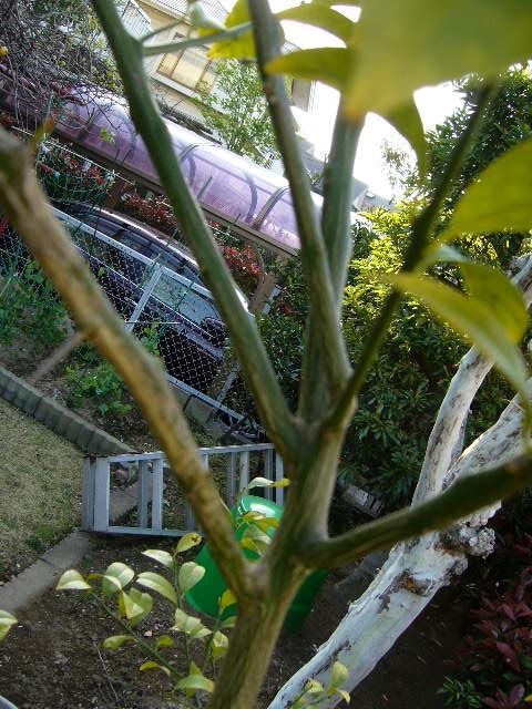 レモンはどういうわけか複数萌芽することが多い植物のようです。この写真のように一か所から枝が4本出ています。 こうなると枝が込み合ってしまいますので枝を 切って