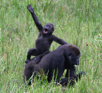 gorillas-congo