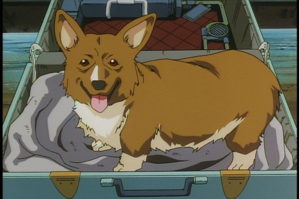 wanko