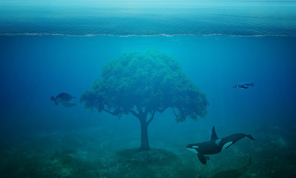ocean-1752432_1280