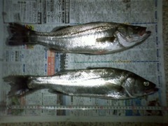 2012060309