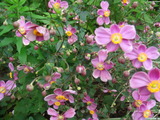 1c43644b.jpg