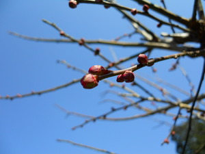 DSCN6156