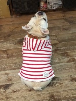 DOG WEAR3