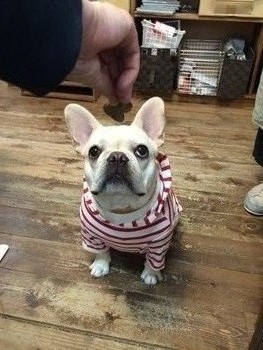 DOG WEAR2