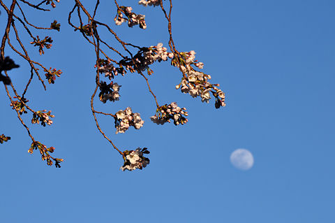 つぼみ桜と有明の月