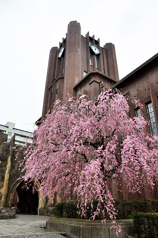 枝垂れ桜と安田講堂