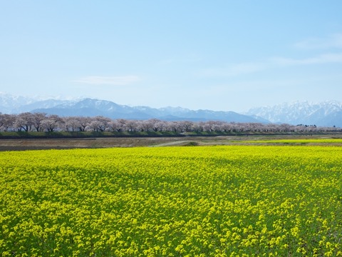 菜の花